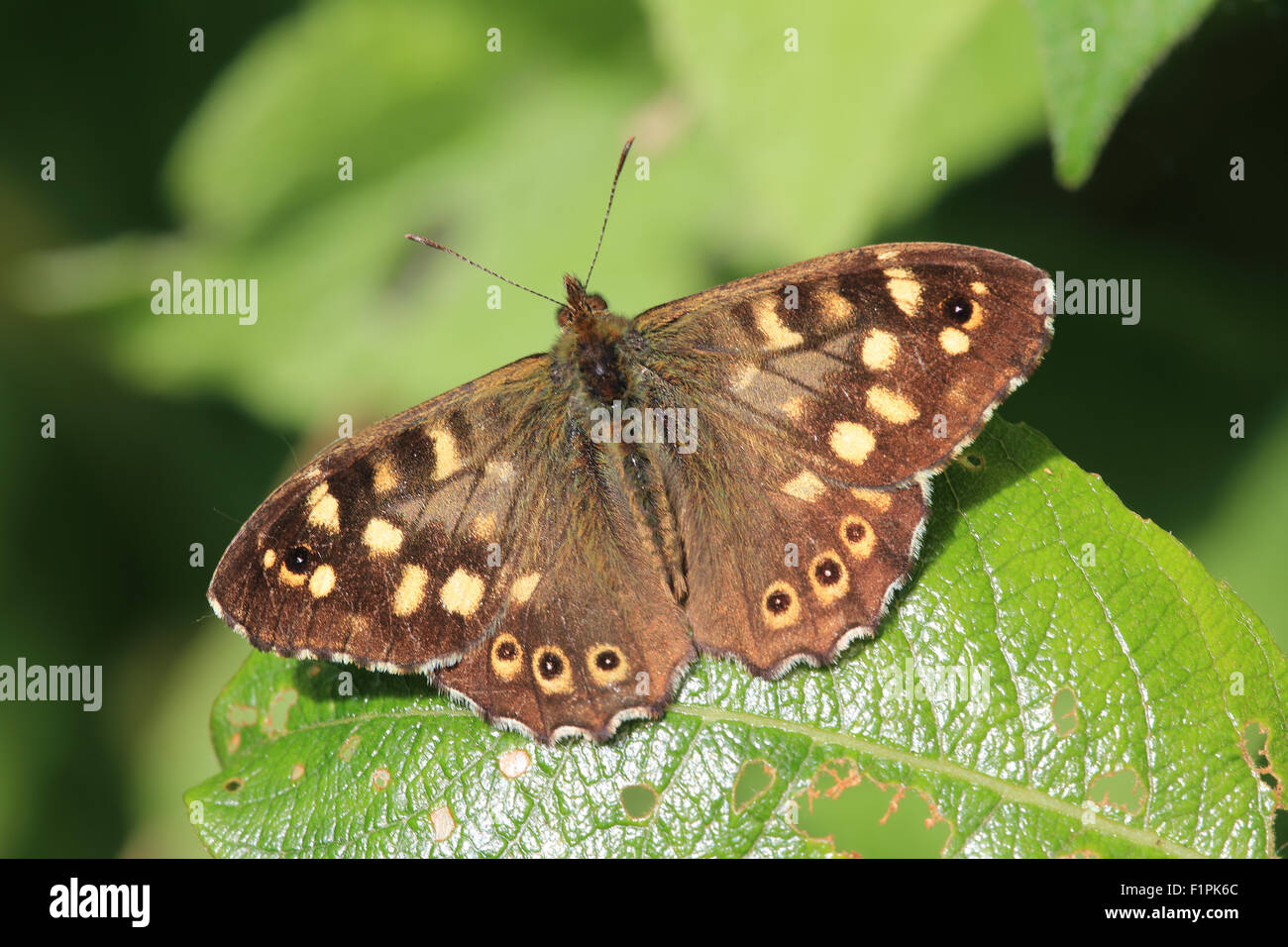 Chiazzato di legno (farfalla Pararge aegeria), maschio, Marazion Marsh RSPB Riserva, Cornwall, Inghilterra, Regno Unito. Foto Stock