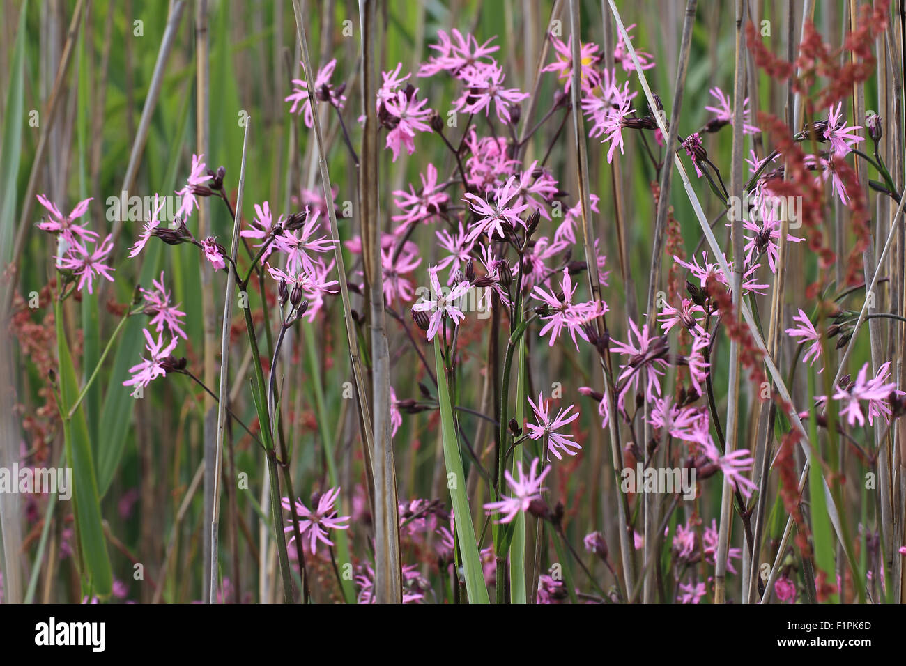 Ragged Robin fiori selvatici, (Lychnis flos-cuculi), Marazion Marsh RSPB Riserva, Cornwall, Inghilterra, Regno Unito. Foto Stock