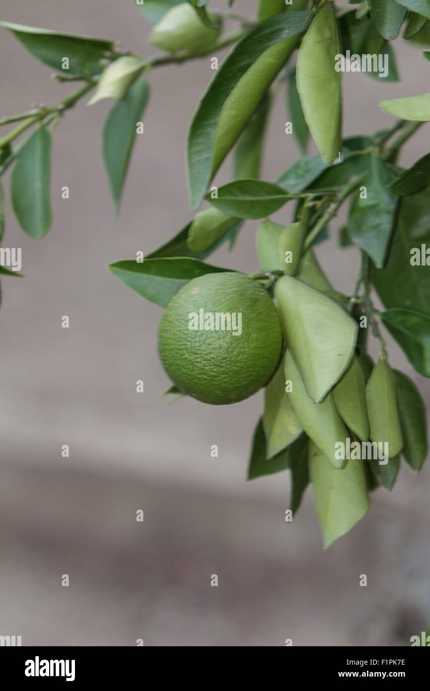 Lime frutto cresce sul ramo di un tiglio in estate Foto Stock