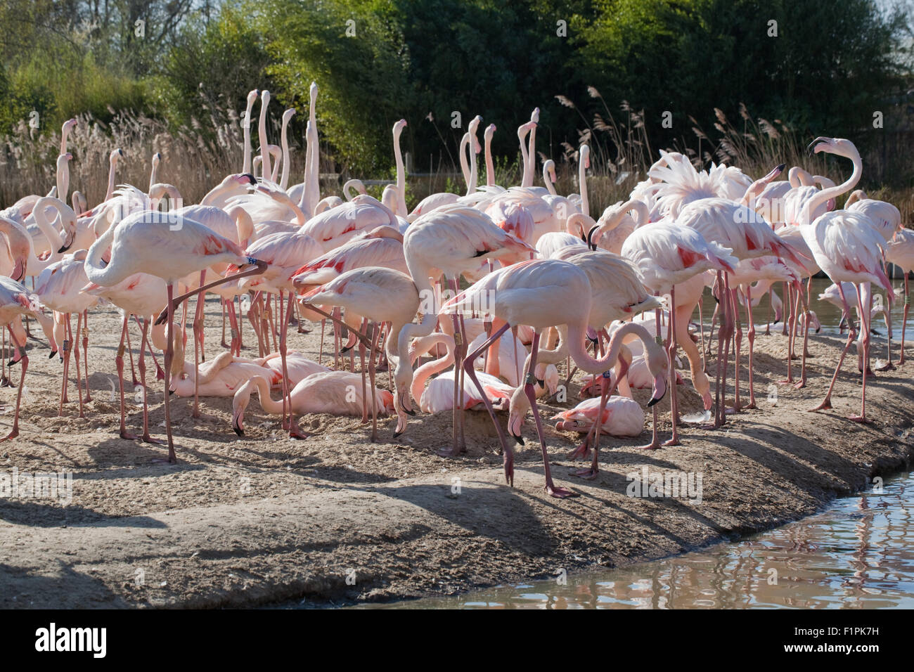 Maggiore fenicotteri (Phoenicopterus roseus), la sezione di un gregge di 260 uccelli - sulla vista per visitatori umani. WWT Slimbridge, UK. Foto Stock