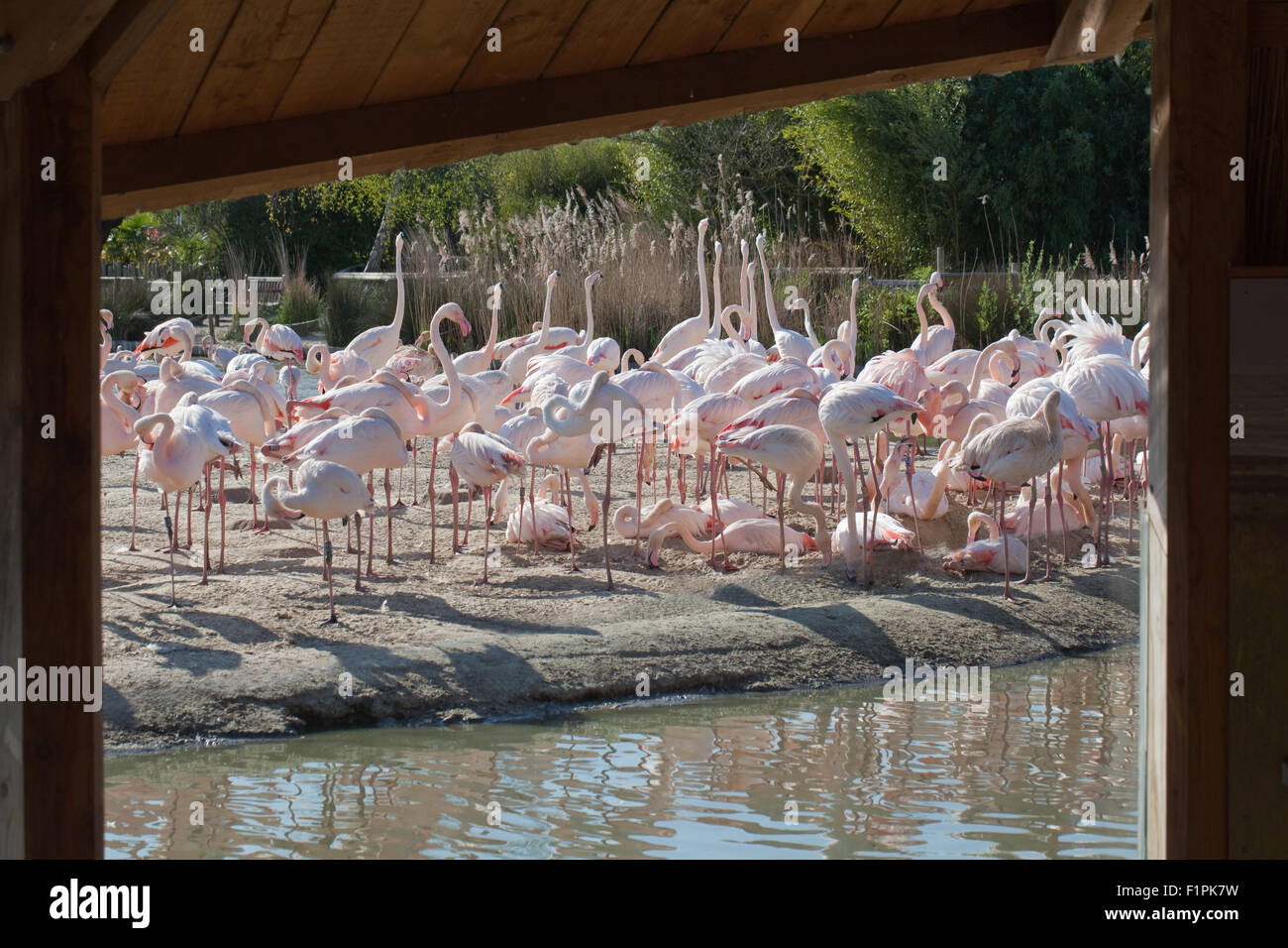 Maggiore fenicotteri (Phoenicopterus roseus), la sezione di un gregge di 260 uccelli - sulla vista per visitatori umani. WWT Slimbridge, UK. Foto Stock