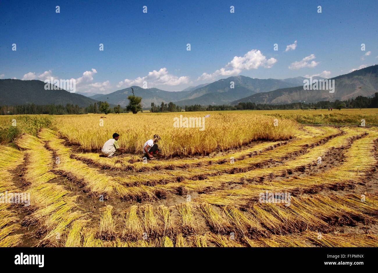 Pechino, Indiano-Kashmir controllata, Cina. Il 30 agosto, 2015. Gli agricoltori del Kashmir reap paddy in un campo al villaggio Dewar in Lolab area del distretto di Kupwara, circa 115 km a nord di Srinagar, capitale estiva di Indiano-Kashmir controllato, il 30 agosto 2015. Paddy stagione di raccolto ha iniziato in indiano-Kashmir controllata. Il riso è l'alimento base della valle del Kashmir. © Javed Dar/Xinhua/Alamy Live News Foto Stock