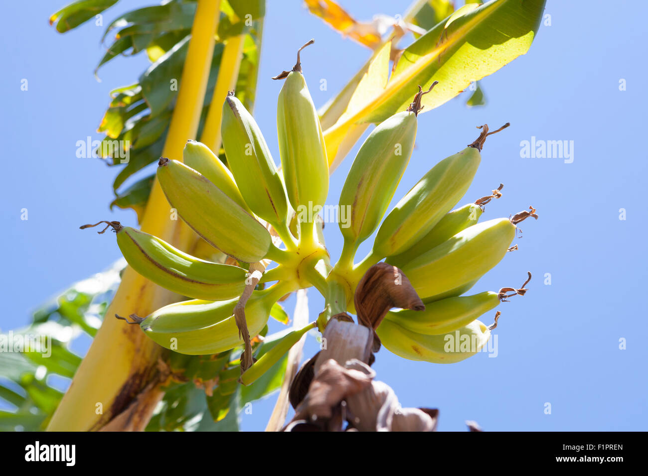 Banana frutti nella struttura ad albero su una bella giornata. Rurale scena Foto Stock