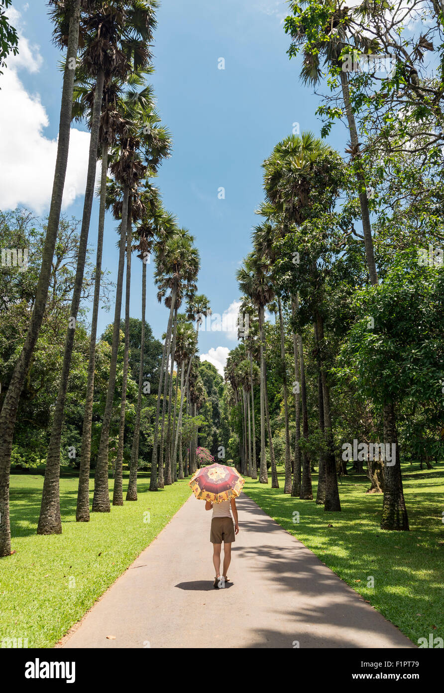 Palmyra Palm (Borassus Flabellifer) Avenue al Reale Orto Botanico di Peradeniya vicino a Kandy, Sri Lanka Foto Stock