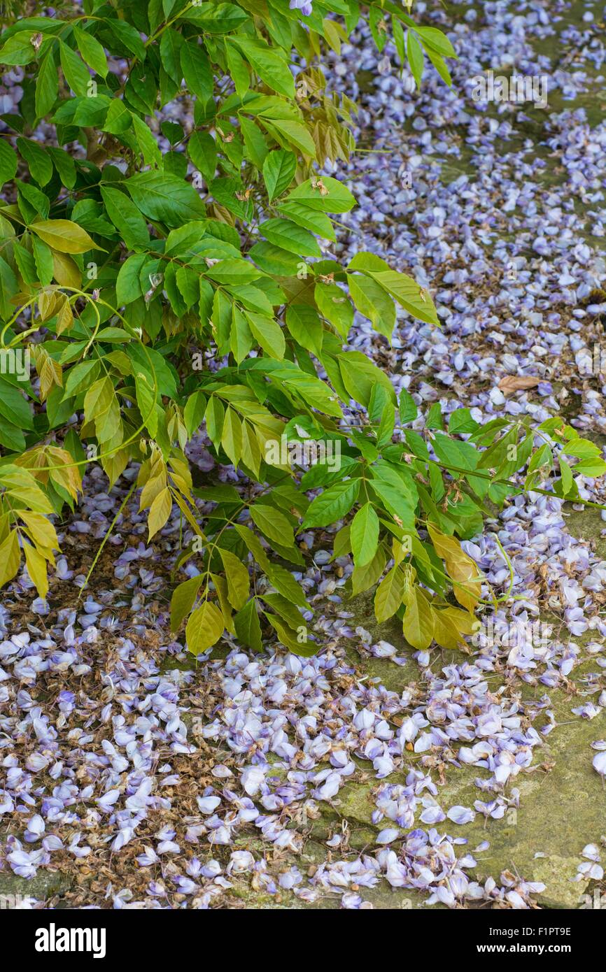 Fiori di glicine caduti su di un patio Foto Stock