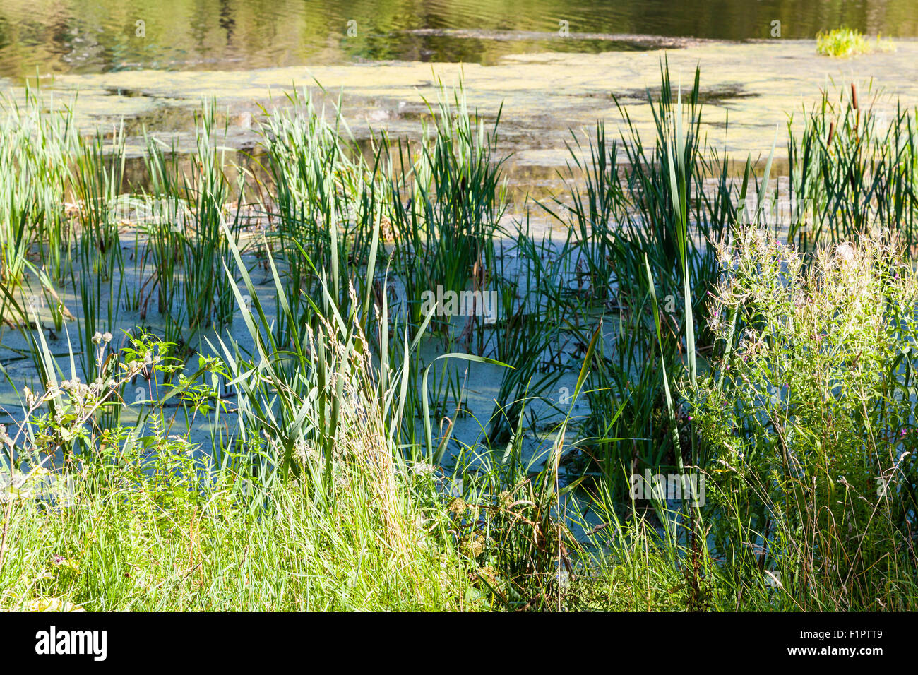 Reed nella foresta ricoperta di stagno con fango e lenticchie d'acqua nel giorno di estate Foto Stock