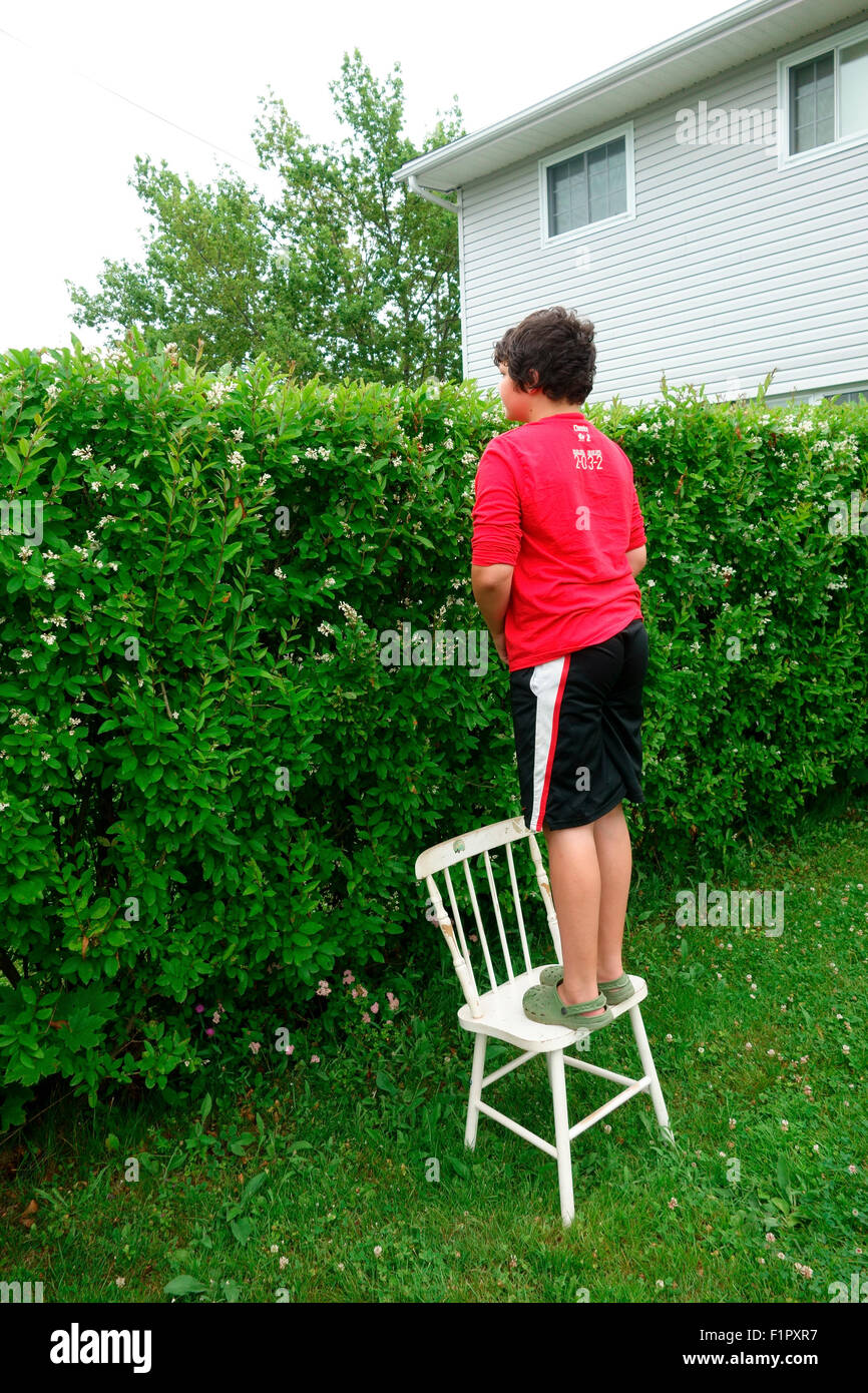 Un anno 12 old boy in piedi su una sedia e guardando sopra una siepe di recinzione di riga in un altro cantiere o proprietà o casa adiacente Foto Stock
