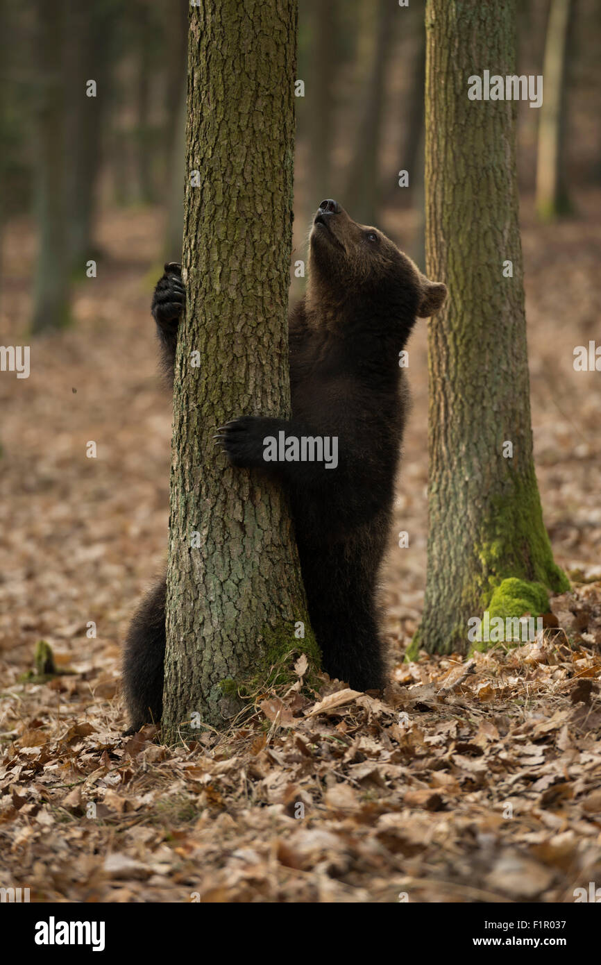 Orso bruno europeo / Europäischer Braunbär ( Ursus arctos ) in una situazione divertente tenere un albero, guardare un albero, Europa. Foto Stock