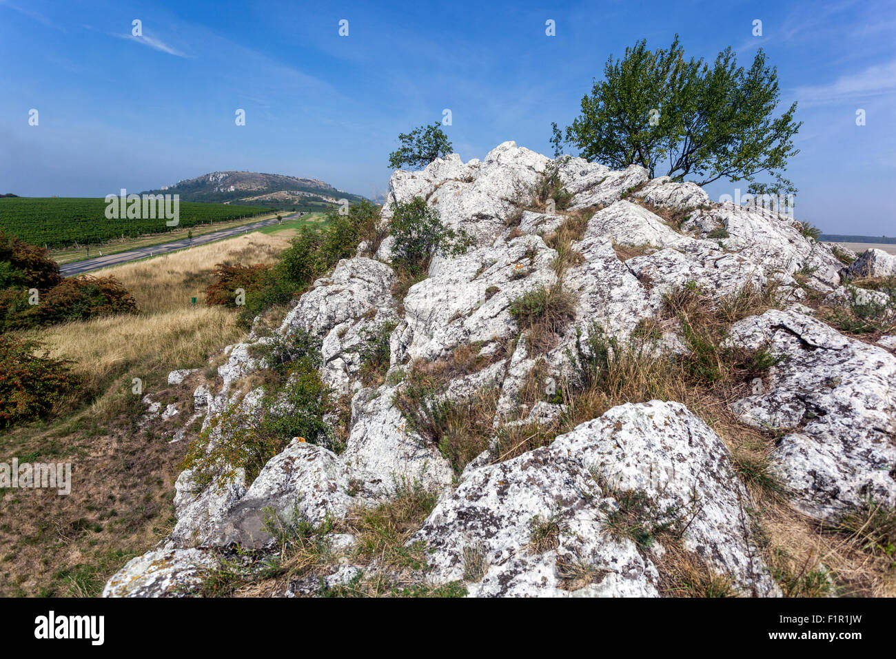 Regione dei vigneti di Palava colline calcaree, Moravia meridionale, Palavske Vrchy Repubblica Ceca paesaggio, campagna europea paesaggio naturale ceco Foto Stock