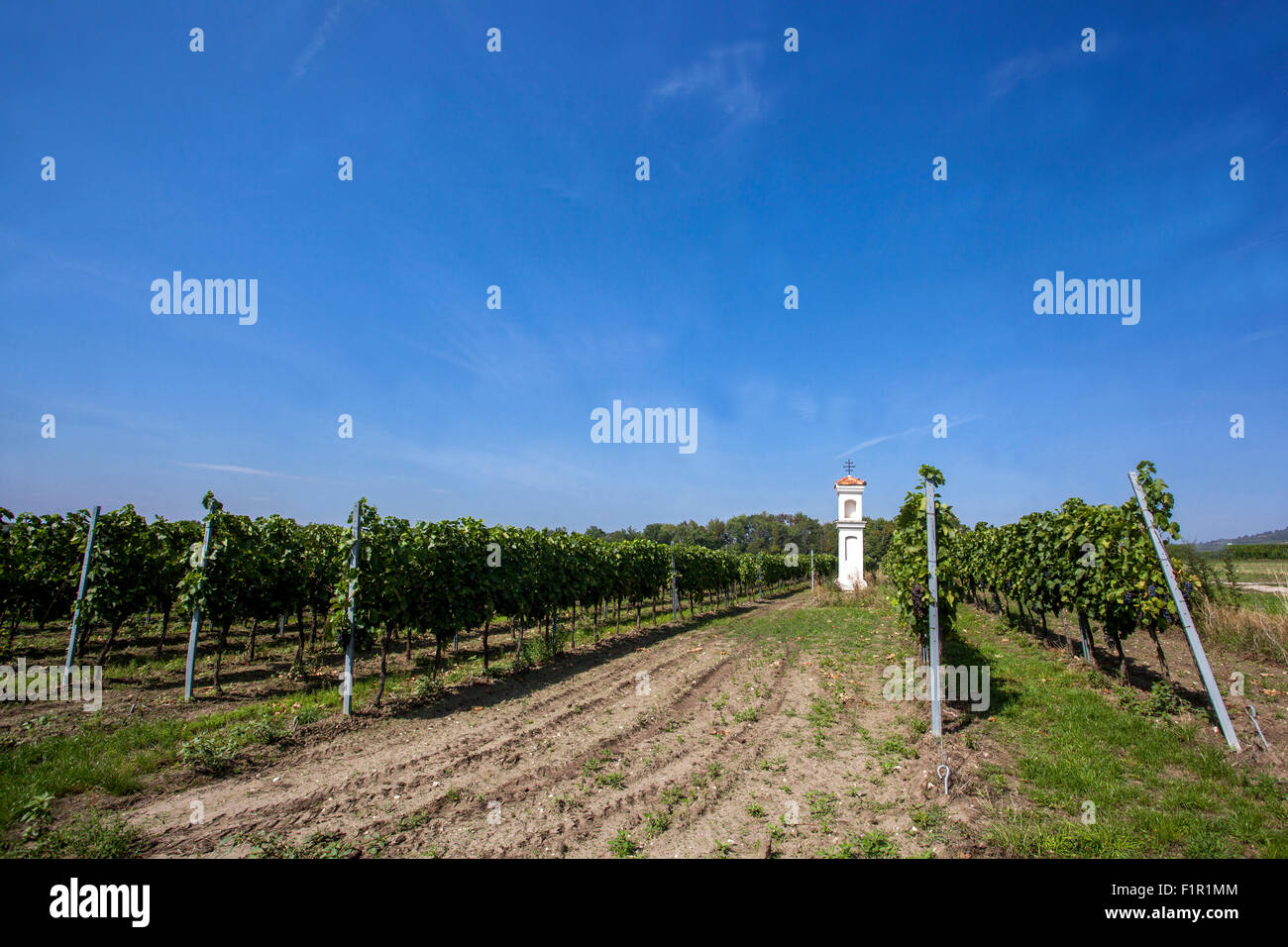 La Moravia meridionale campi vigneti, Regione Palava, Repubblica Ceca Foto Stock