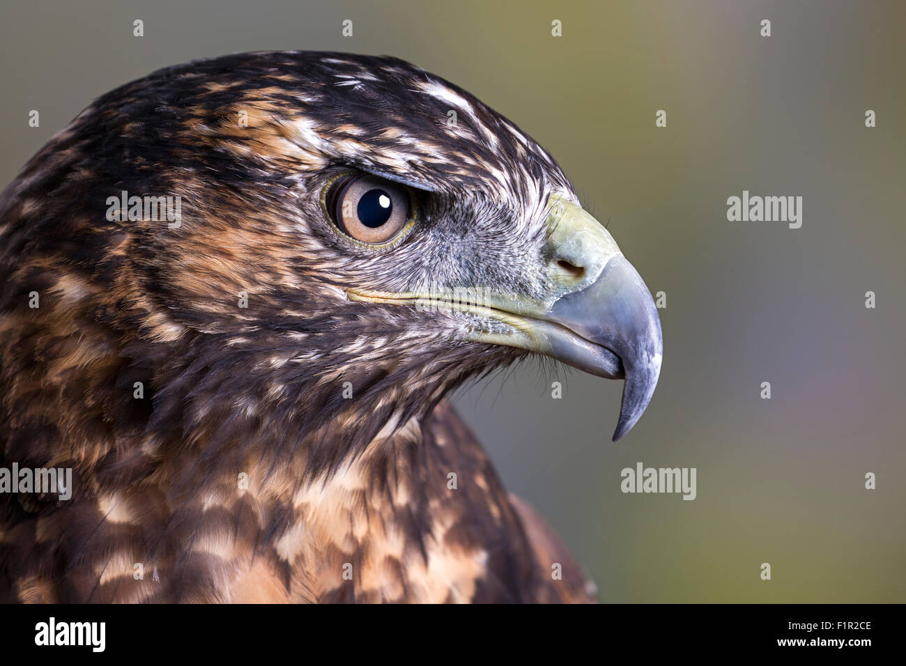 Femmina Giovanile Cilena eagle blu o nero-chested poiana-eagle Foto Stock