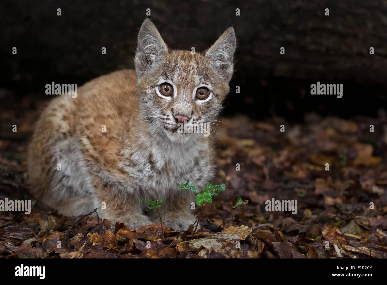 Lince euroasiatica cub, 2 mesi di età Foto Stock