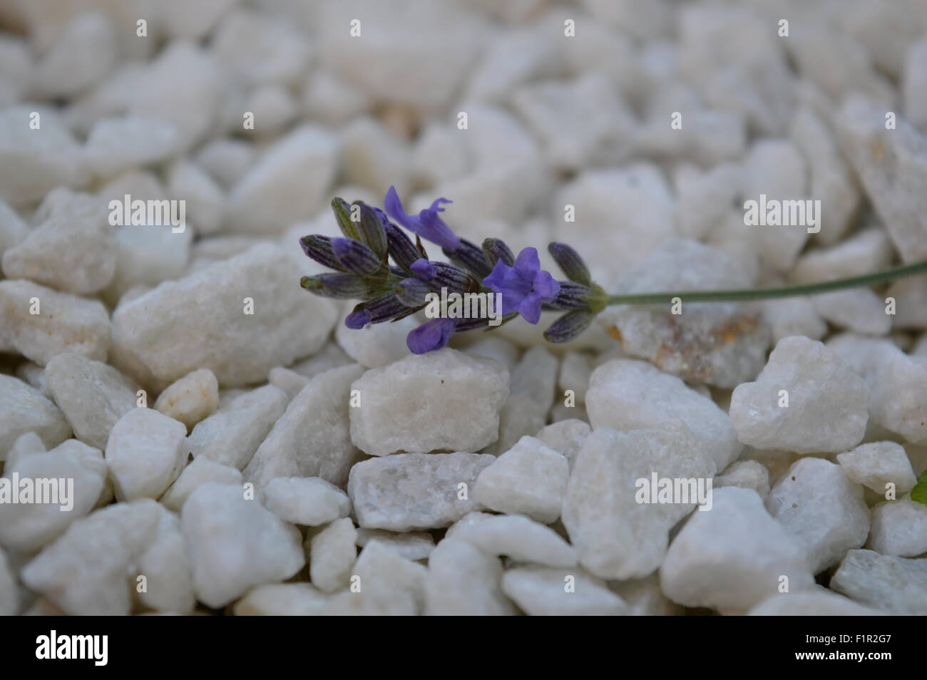 Fiore di lavanda su pietre bianche Foto Stock