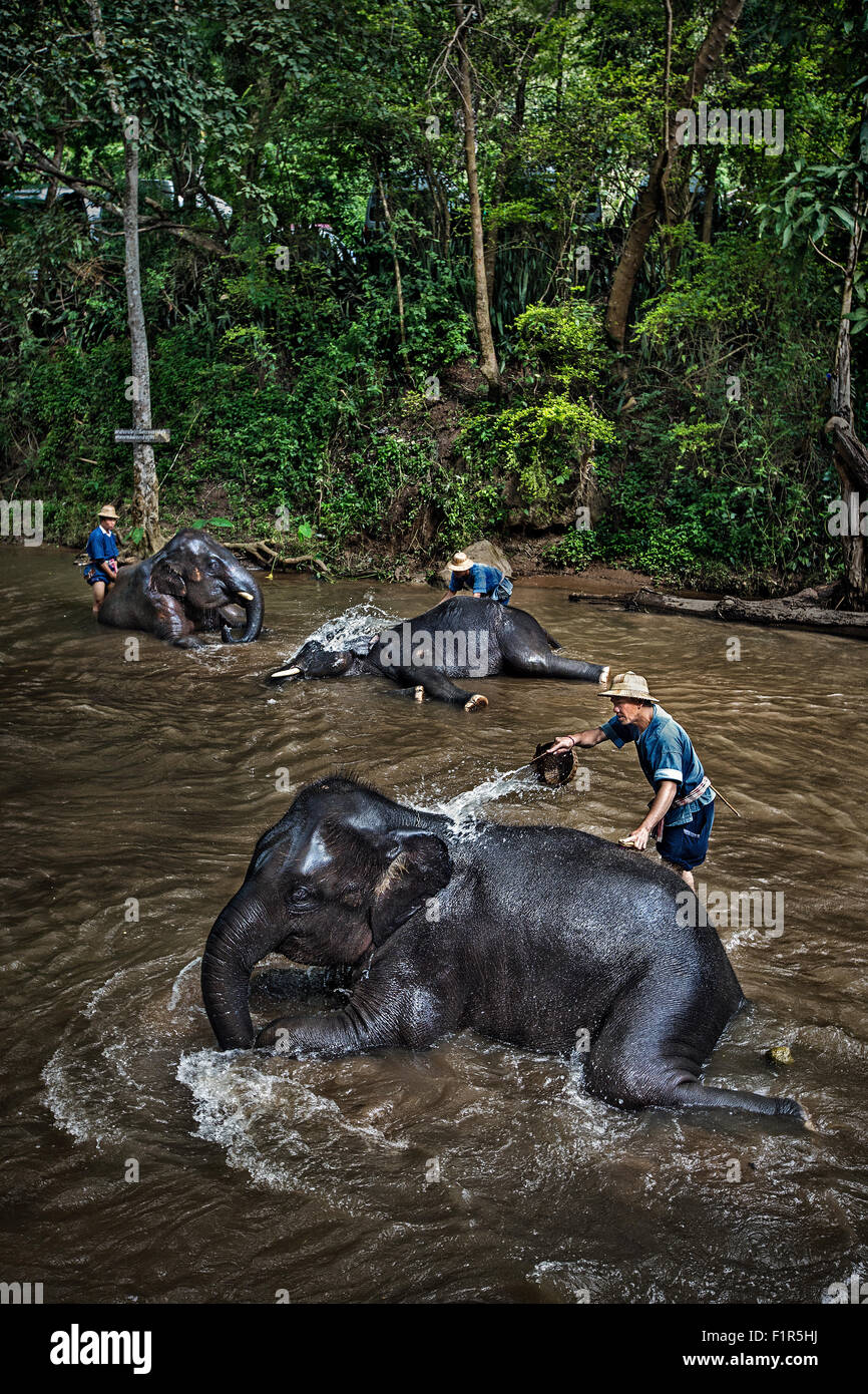 L'ora del bagno per gli elefanti Foto Stock