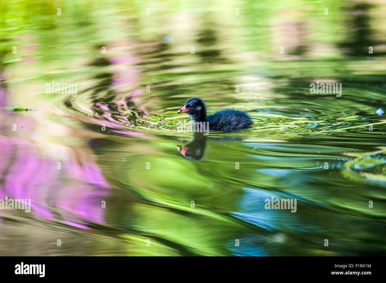 Bristol, Regno Unito. 6 Settembre, 2015. Baby gallinelle d'acqua mettere in pratica i loro primi passi e nuotate nel lago a Eastville Park, Bristol . Gallinelle d'acqua sono residenti nel locale di corpi di acqua nel Regno Unito e raramente viaggiare lontano. Foto Stock