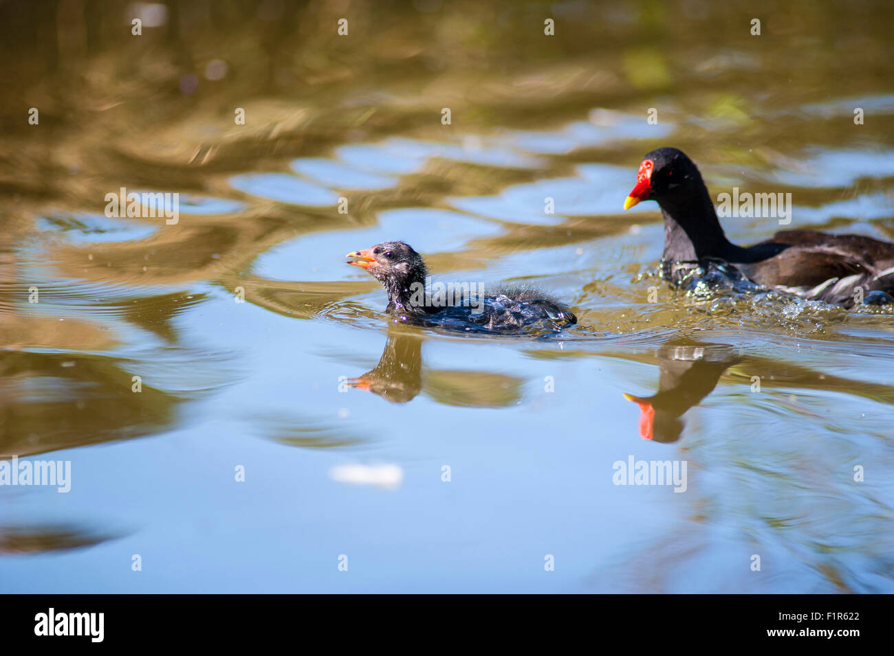 Bristol, Regno Unito. 6 Settembre, 2015. Baby gallinelle d'acqua mettere in pratica i loro primi passi e nuotate nel lago a Eastville Park, Bristol . Gallinelle d'acqua sono residenti nel locale di corpi di acqua nel Regno Unito e raramente viaggiare lontano. Foto Stock