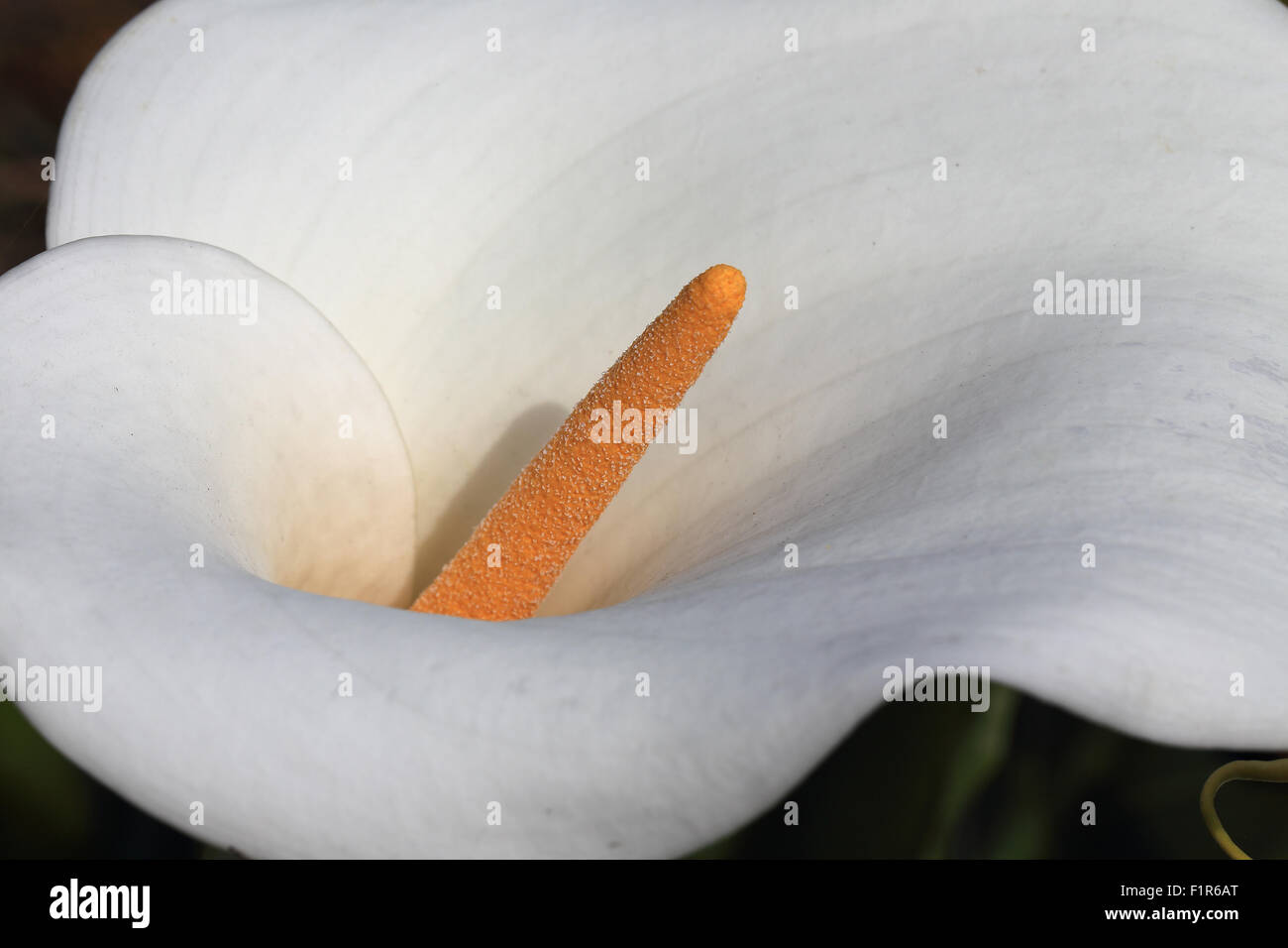 Il spadix giallo di un bianco Arum Lily flower (Zantedeschia aethiopica), Morrab giardini, Penzance, Cornwall, Inghilterra, Regno Unito. Foto Stock