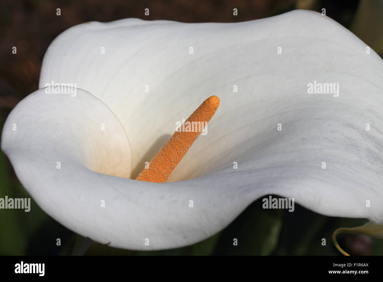 Arum Bianco fiore di giglio (Zantedeschia aethiopica), Morrab giardini, Penzance, Cornwall, Inghilterra, Regno Unito. Foto Stock