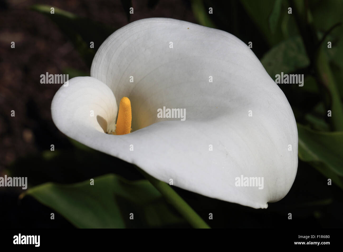 Arum Bianco fiore di giglio (Zantedeschia aethiopica), Morrab giardini, Penzance, Cornwall, Inghilterra, Regno Unito. Foto Stock