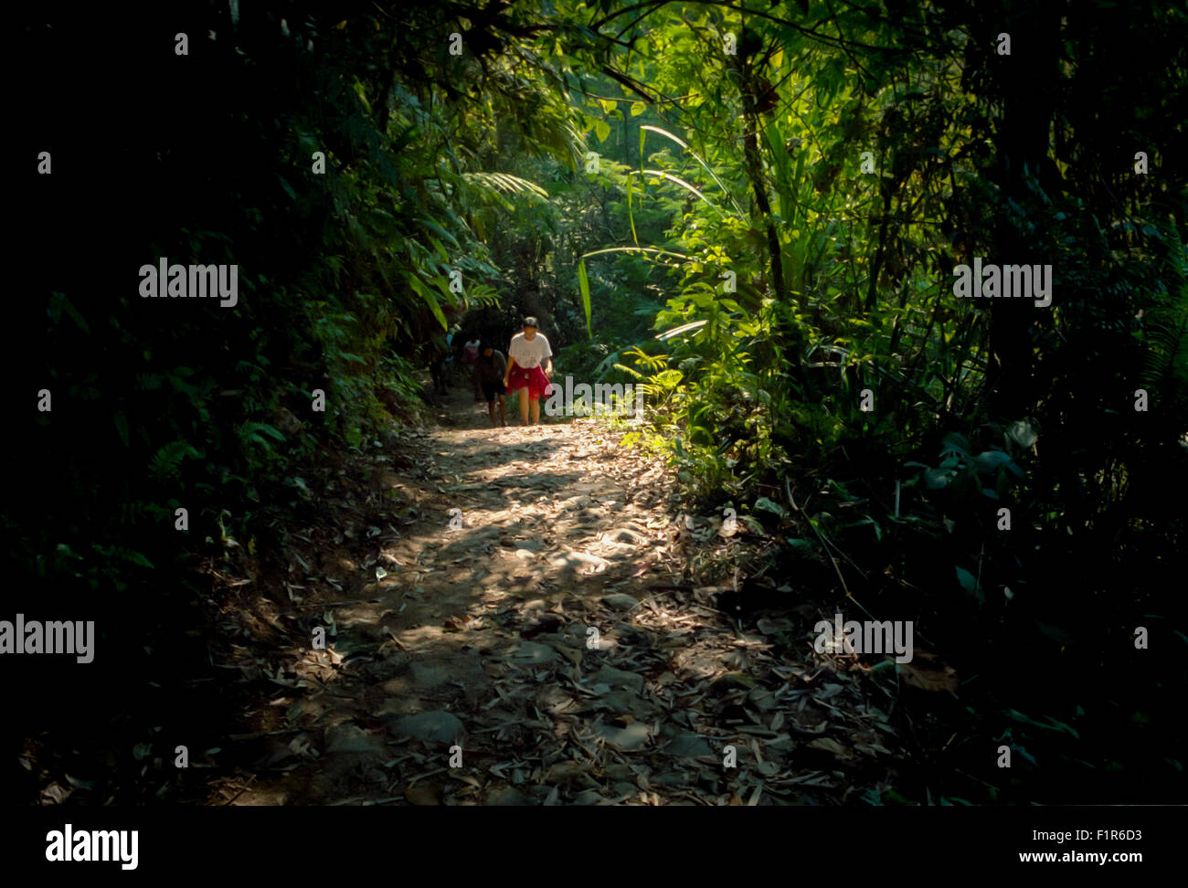 Persone che camminano lungo il percorso della foresta pluviale nel Parco Nazionale del Monte Gede Pangrango, Giava Occidentale, Indonesia. Foto Stock
