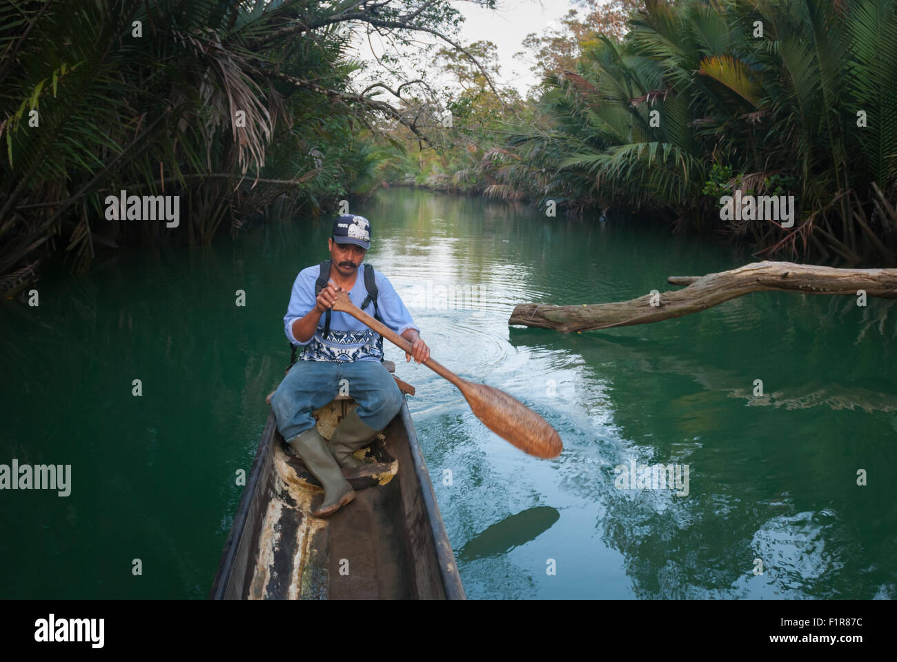 Un ranger del parco nazionale che canta una barca sul fiume Cigenter attraverso la foresta costiera dell'isola di Handeuleum, una parte del parco nazionale di Ujung Kulon in Indonesia. Foto Stock