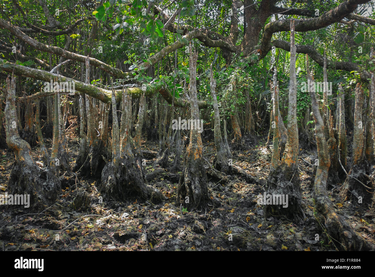 Respiro radici (pneumatofori) degli alberi di mangrovia in Ujung Kulon National Park, Indonesia. Foto Stock