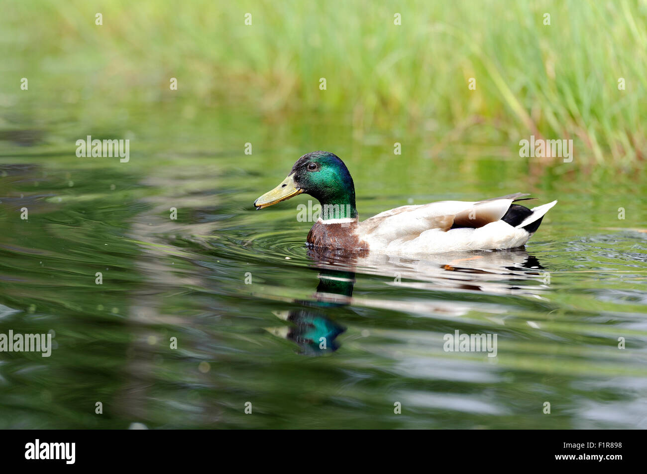 Piscina d'anatra nello stagno Foto Stock