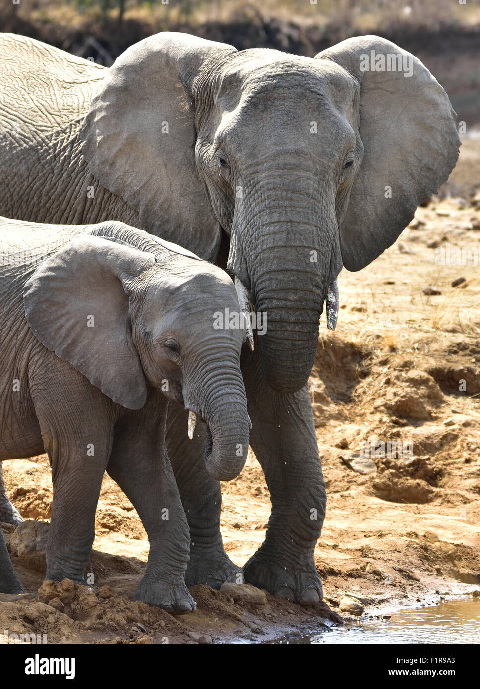 Al tuo fianco... sempre, Loxodonta africana Foto Stock