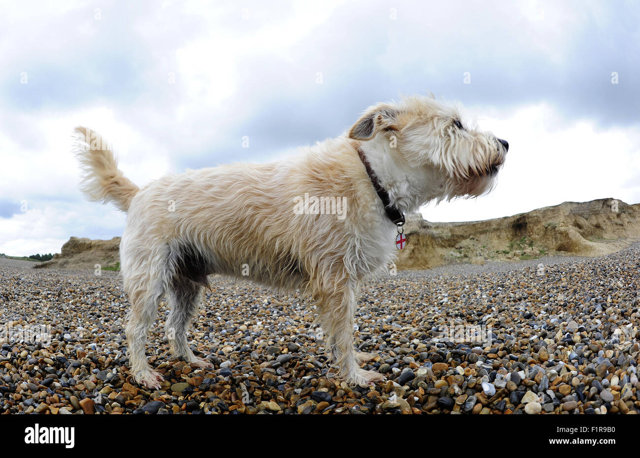 Scruff, il nostro terrier, sulla spiaggia di ciottoli. Weybourne spiaggia e scogliere. Costa North Norfolk. In Inghilterra. Regno Unito. 03/09/2015. Foto Stock