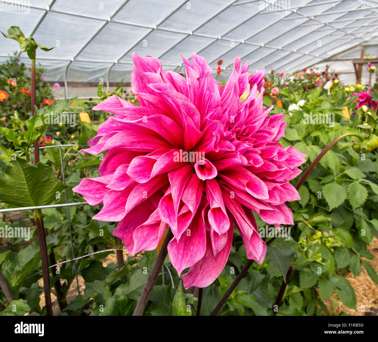 Dahlia 'Emory Paul' crescente nel tunnel, il primo vincitore del premio, Foto Stock