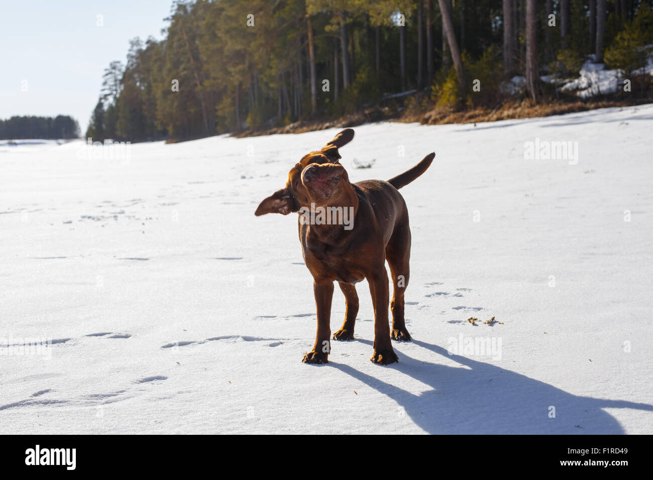 Brown provviste di pedigree cane scuotendo la testa in una coperta di neve fiume in una pineta in una giornata di sole. Foto Stock