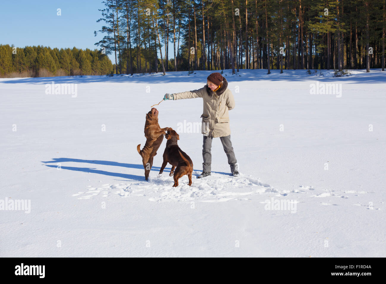 Donna che gioca con i suoi cani su un inverno giornata di sole. Vacanza invernale, addestramento del cane concetto Foto Stock