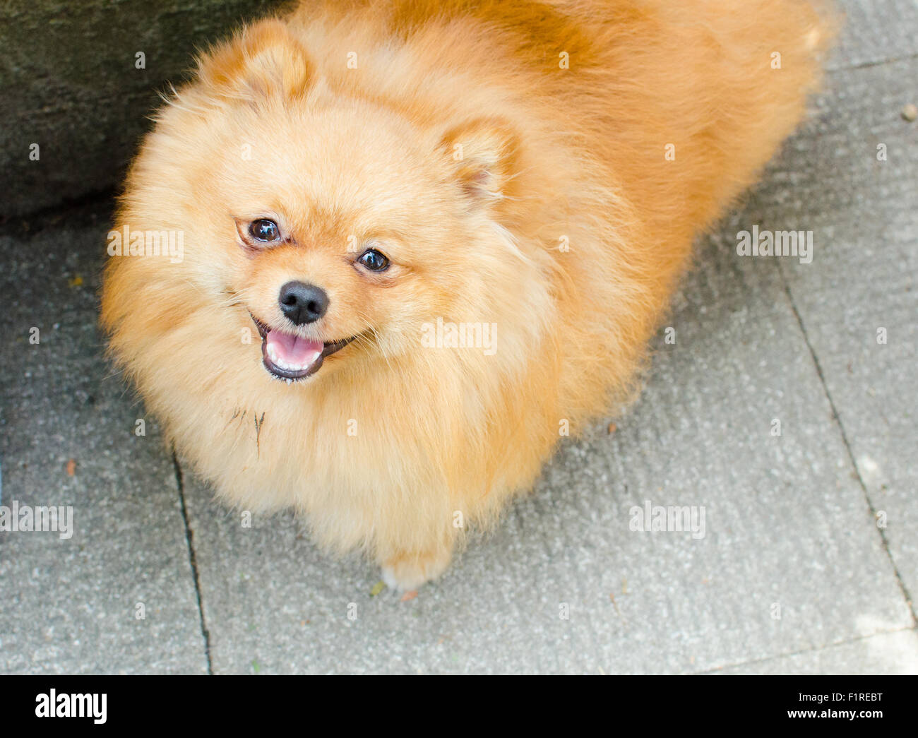 Un po' carino pomerania poppy ti guarda con il suo piccolo viso sorridente. Foto Stock