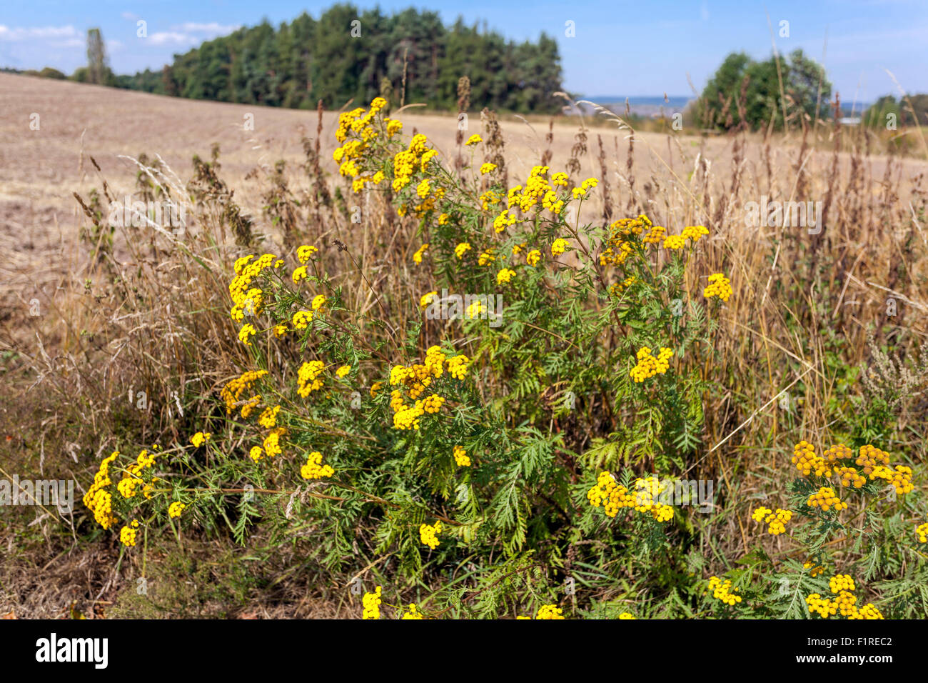 Tanacetum vulgare nel paese, Repubblica Ceca, Europa Foto Stock