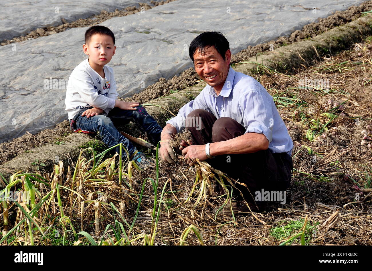 Pengzhou, Cina: Cinese agricoltore la raccolta di aglio da un campo guardato dal suo giovane figlio Foto Stock