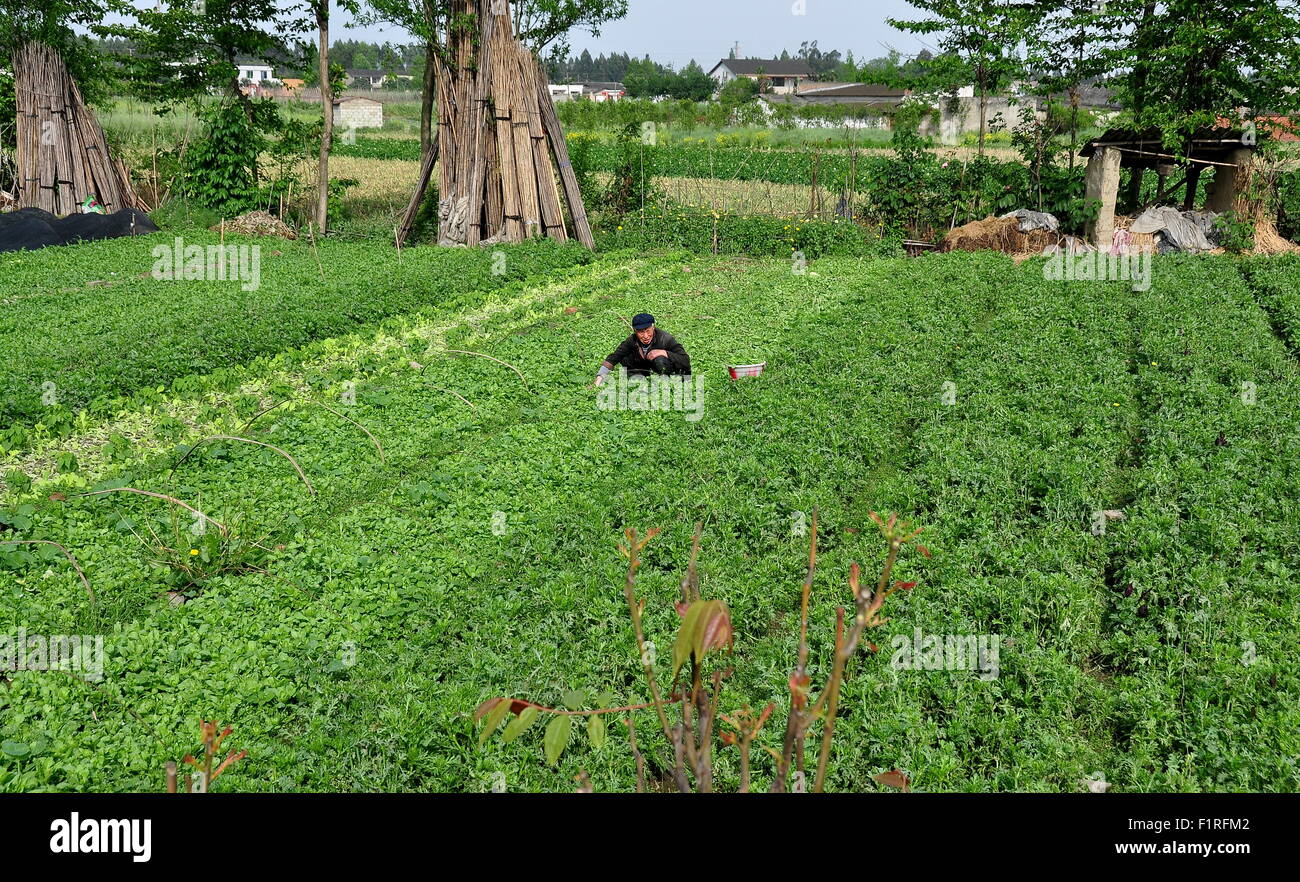 Pengzhou, Cina: Cinese agricoltore lavora in un ampio campo di produrre sulla sua provincia di Sichuan farm Foto Stock