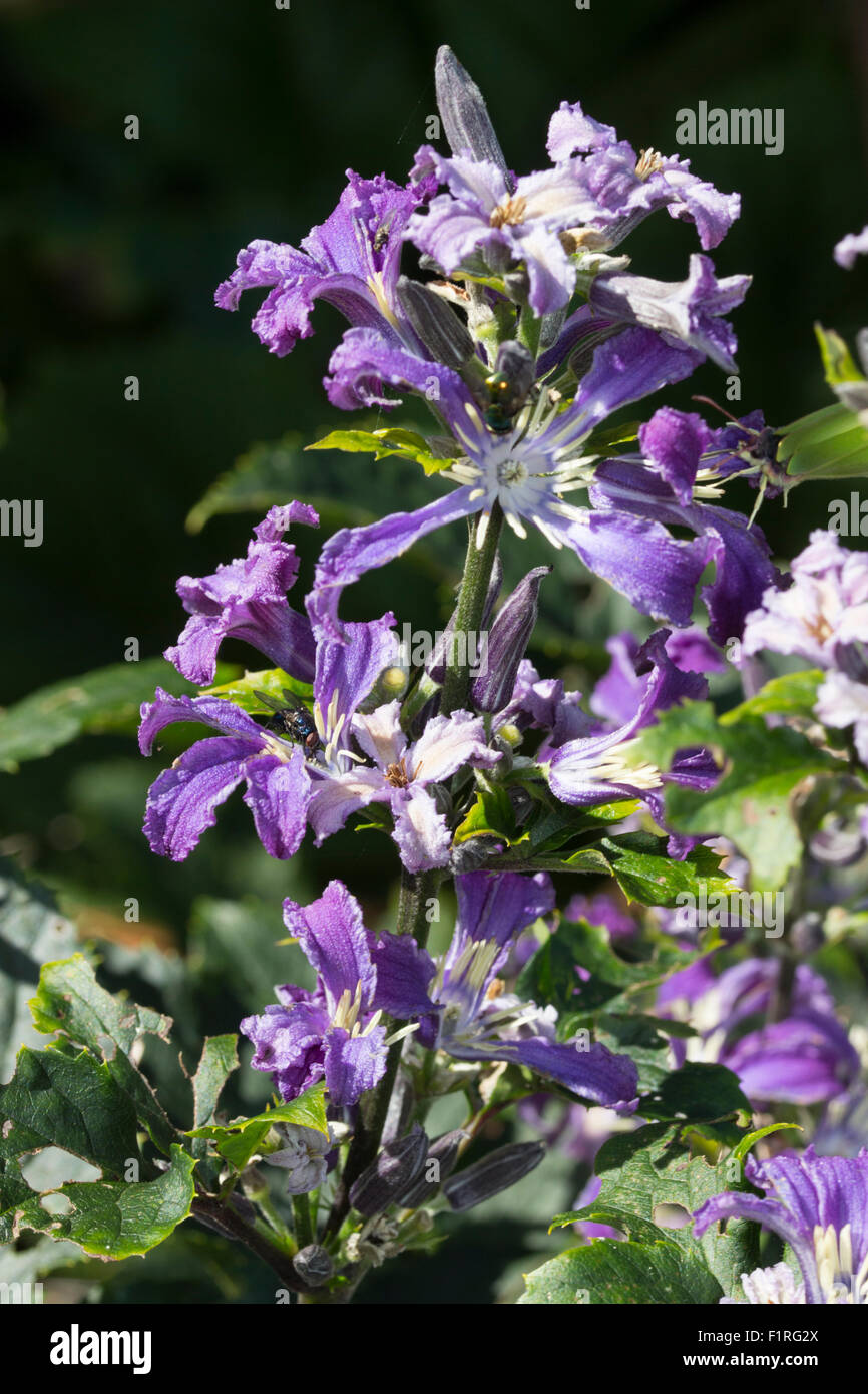 Fiori scuri distinguere la perenne, non-climbing Clematis heracleifolia " Cina viola' dalla specie più pallida Foto Stock