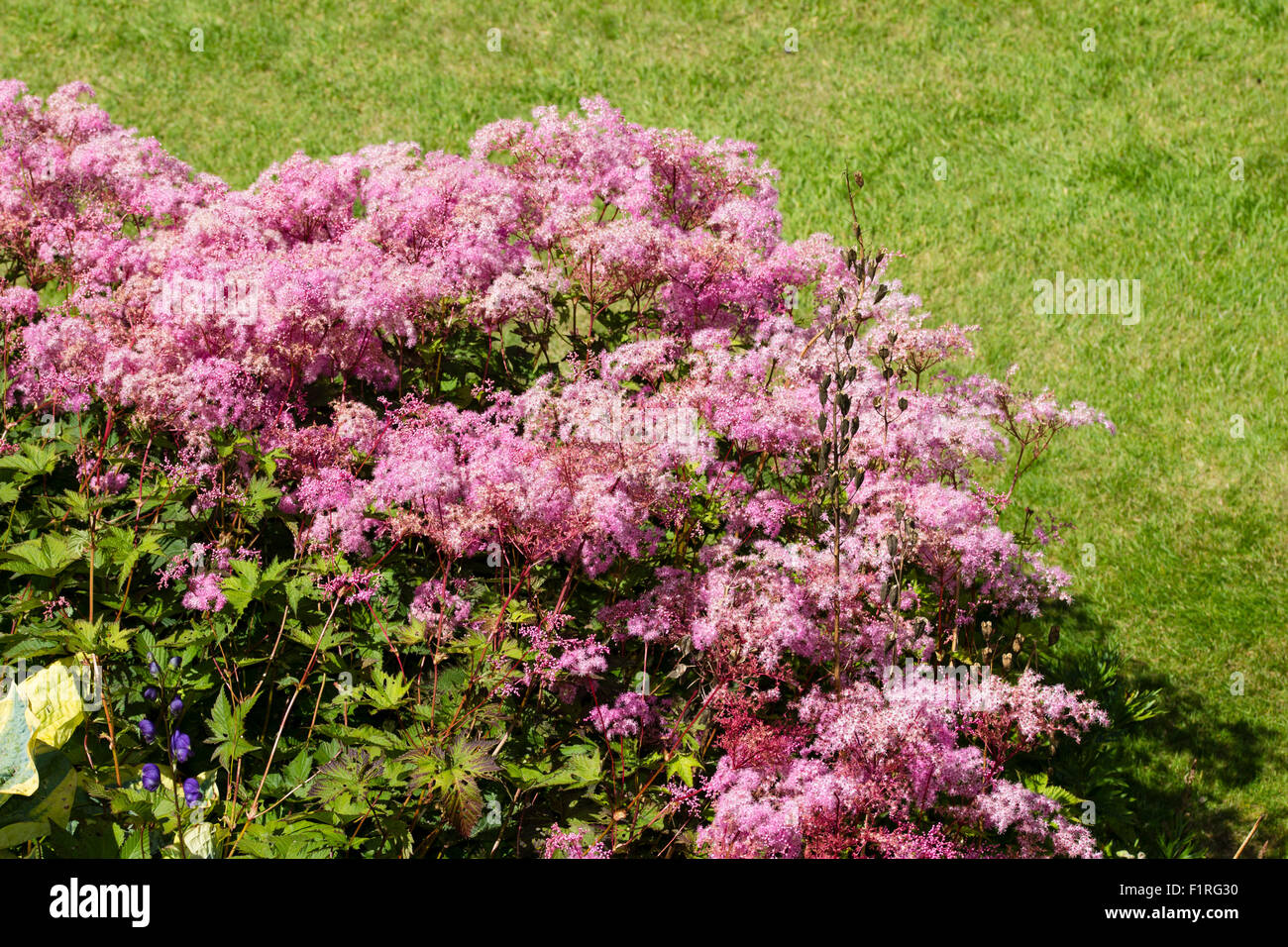Modulo rosa del Regno Unito nativo, Olmaria Filipendula ulmaria 'Rosea', in un confine erbacee Foto Stock