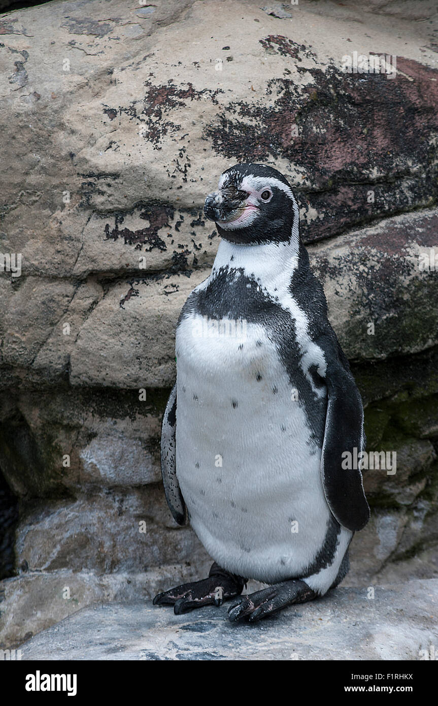 Unico pinguini Humboldt posa per la fotocamera. Foto Stock