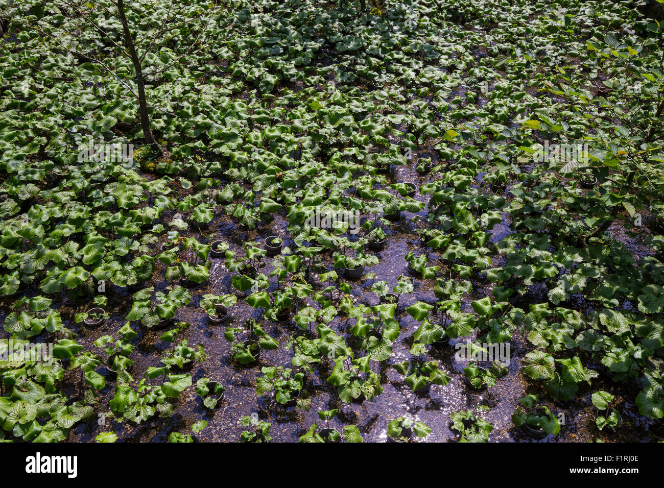 Wasabi, talvolta chiamato rafano giapponese Eutrema japonicum è una pianta della famiglia Brassicaceae, che include la senape un Foto Stock