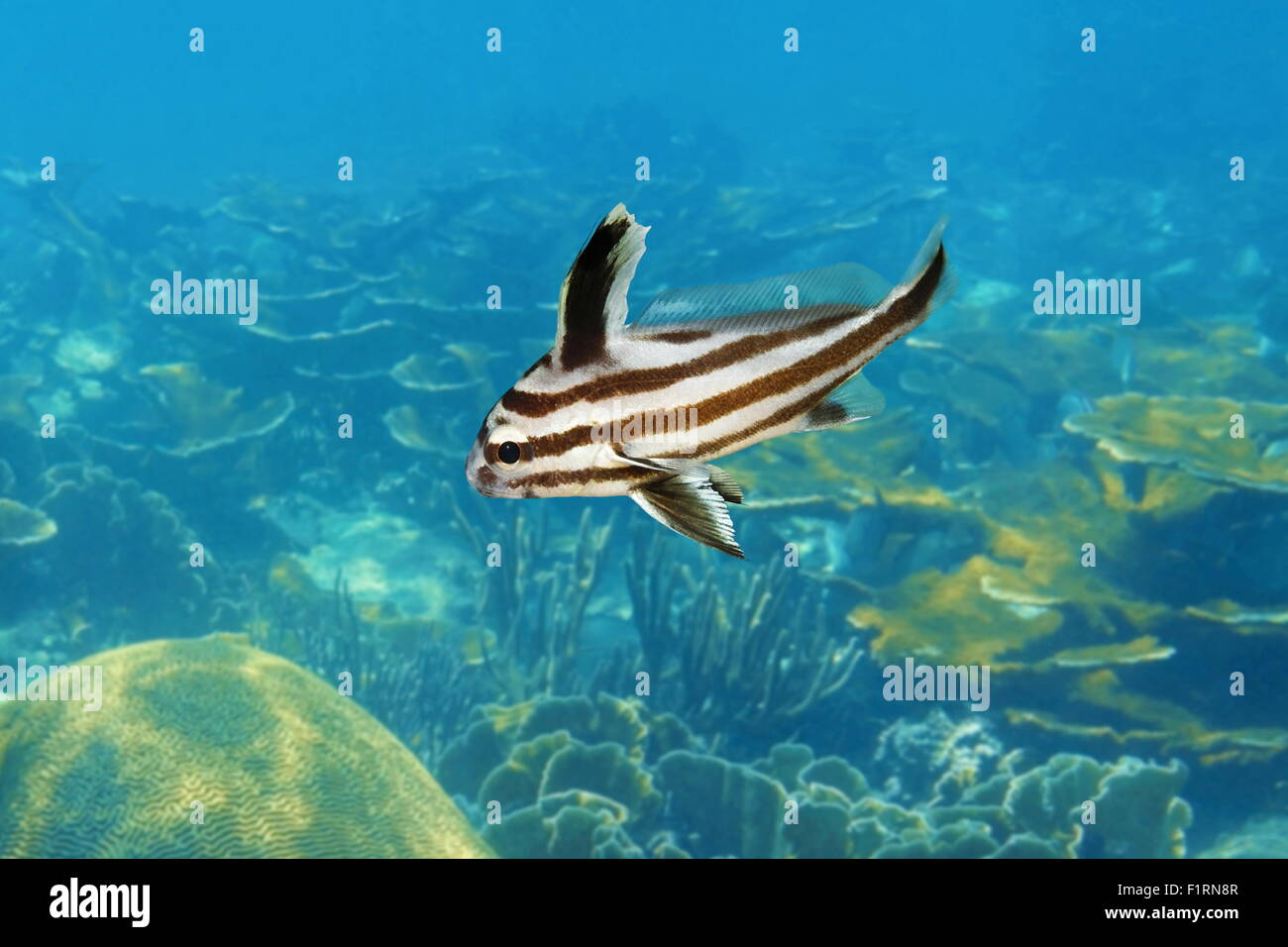 Alto cappello pesce acuminatus Pareques nella fase intermedia, il Mar dei Caraibi Foto Stock
