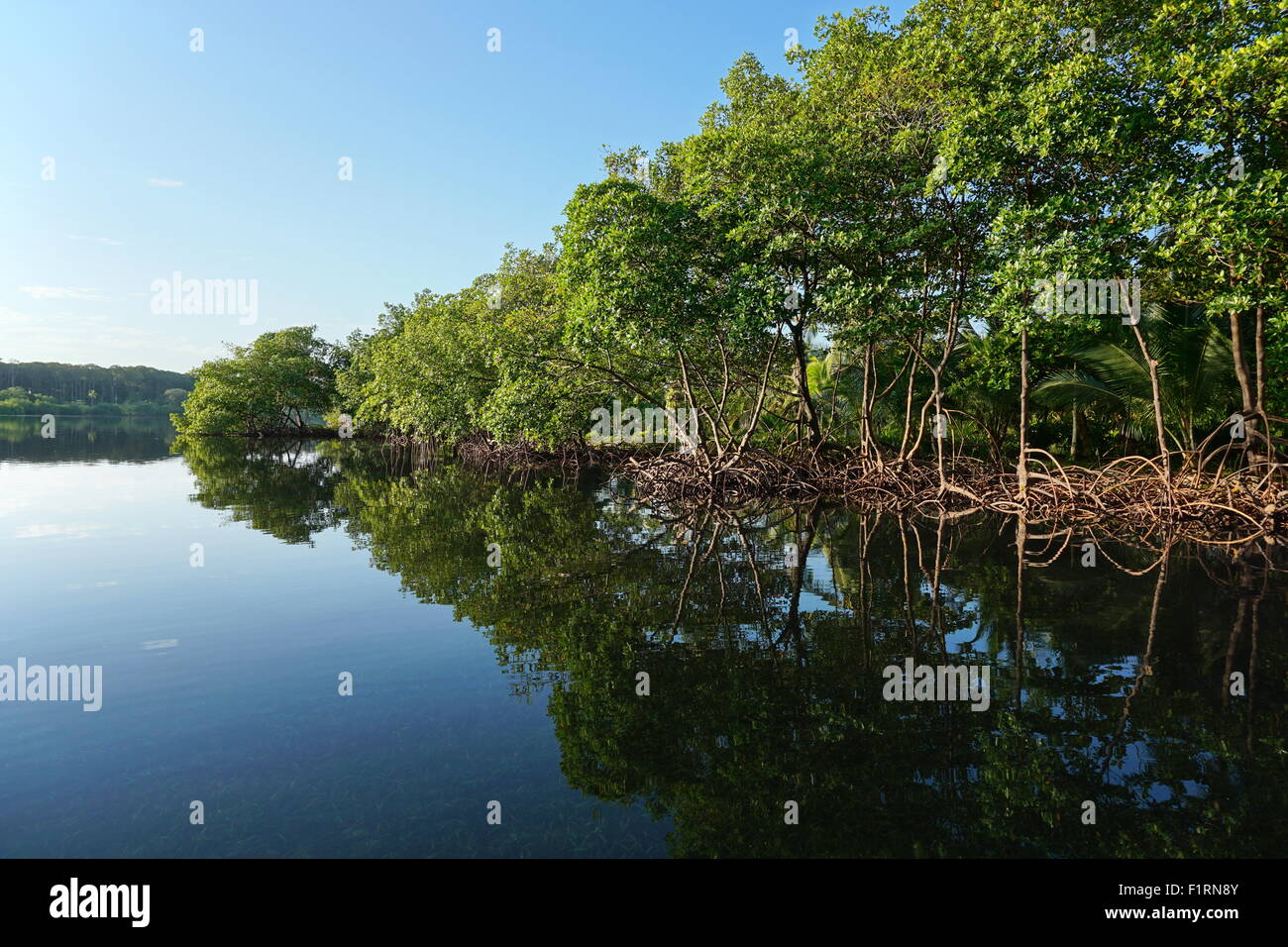 Alberi di mangrovie lungo la riva si riflette nella superficie dell' acqua del mare dei Caraibi, Panama America Centrale Foto Stock