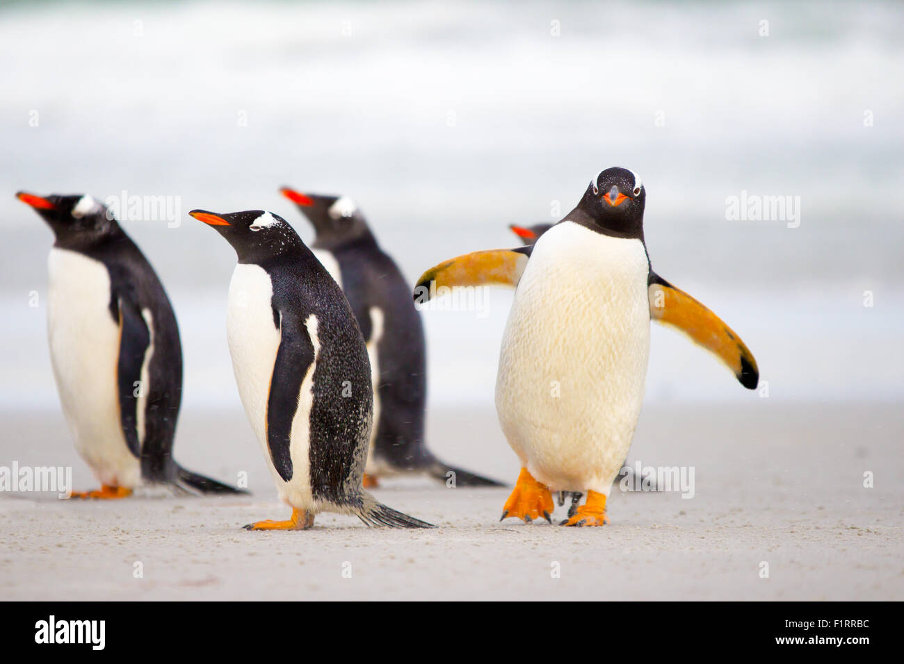 I Pinguini camminare sulla spiaggia (pinguini di Gentoo, Pygoscelis papua). Isole Falkland. Foto Stock