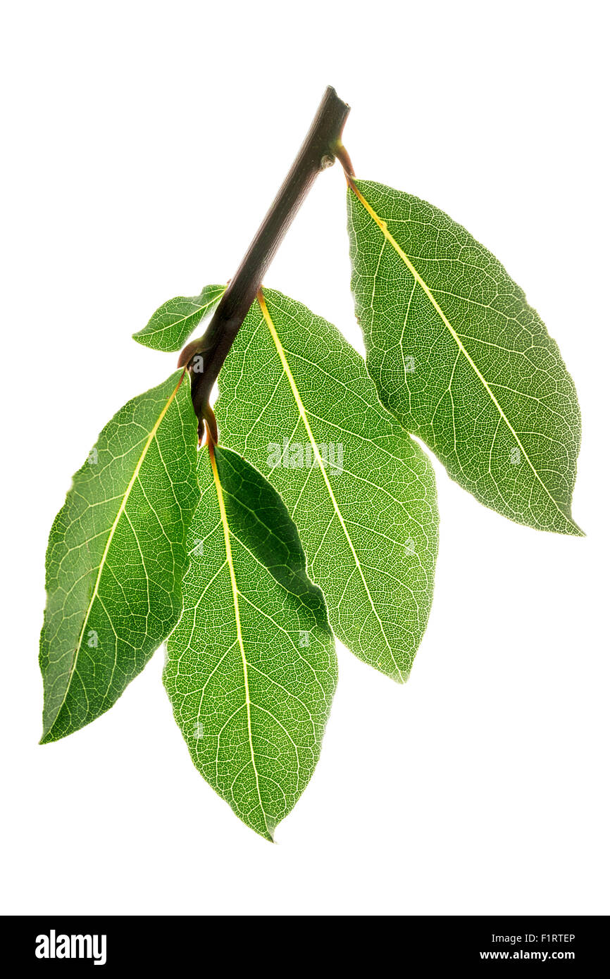 Fresche foglie di alloro su un ramo. Alloro. Foglia retroilluminato Foto Stock
