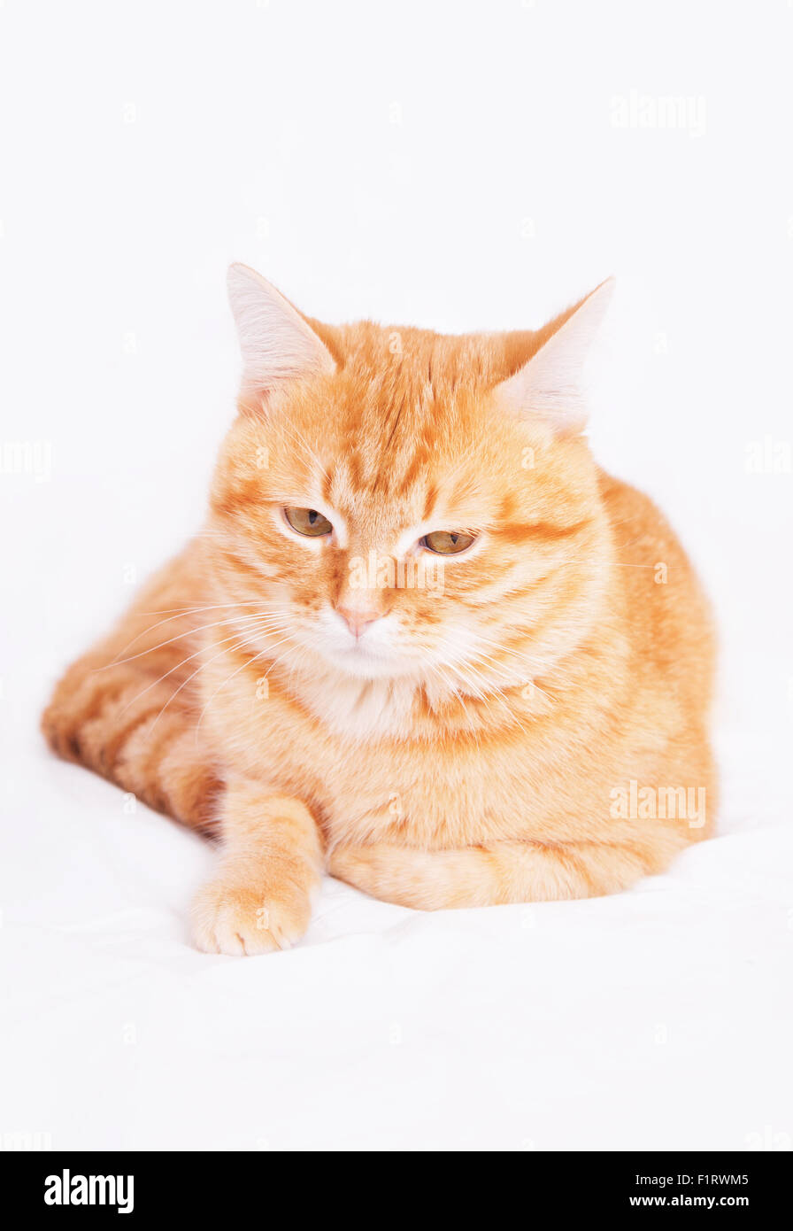 Bel rosso gatto sdraiato su sfondo bianco Foto Stock
