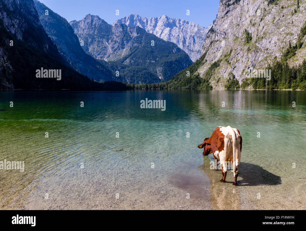 Mucca alpina di bere acqua dal lago Obersee, Konigssee, Germania Foto Stock