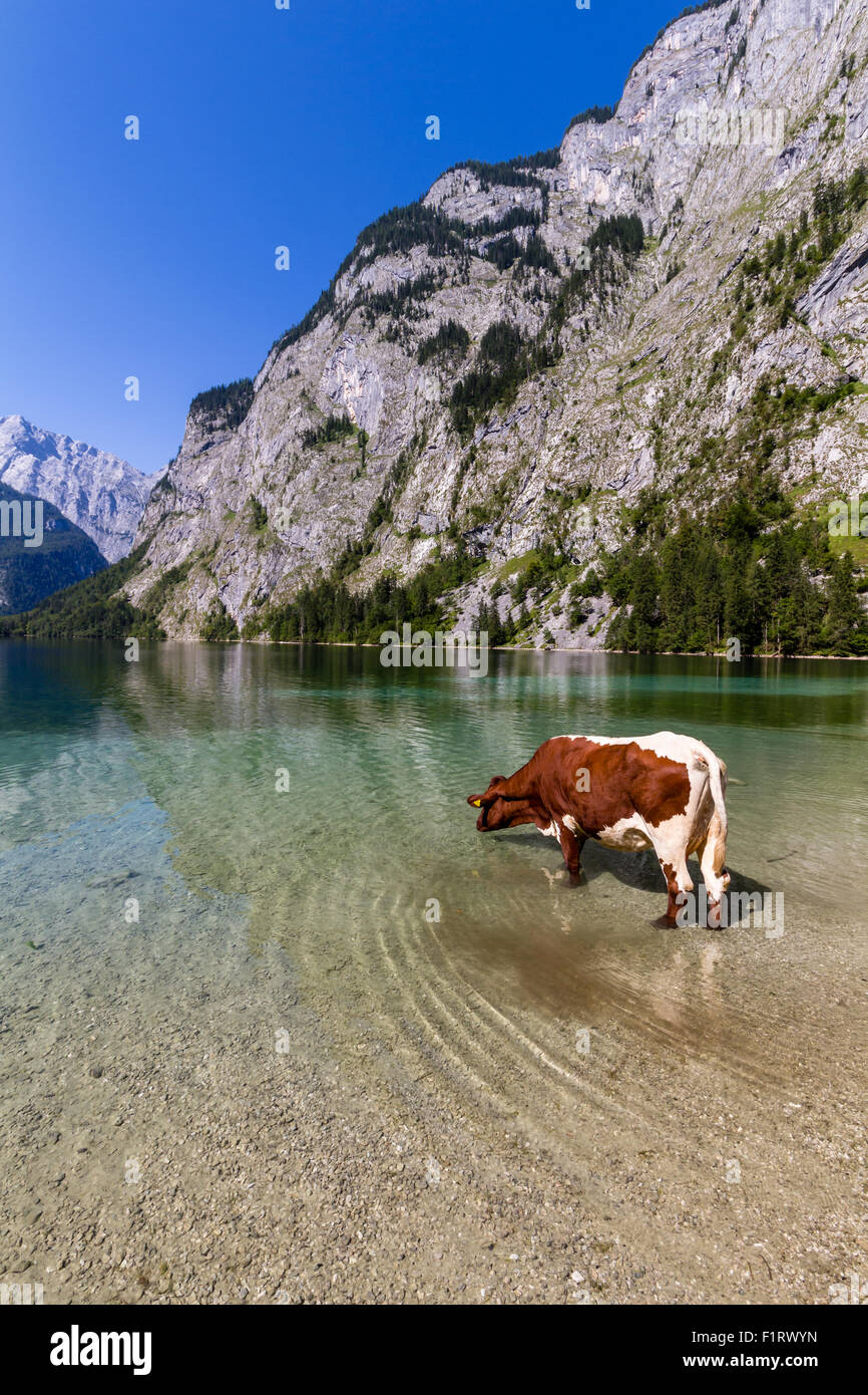 Mucca alpina di bere acqua dal lago Obersee, Konigssee, Germania Foto Stock
