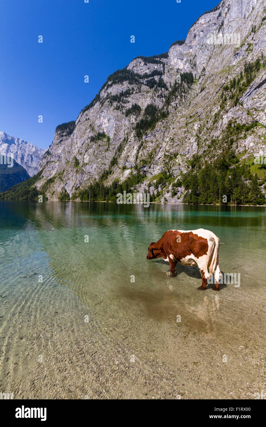 Mucca alpina di bere acqua dal lago Obersee, Konigssee, Germania Foto Stock