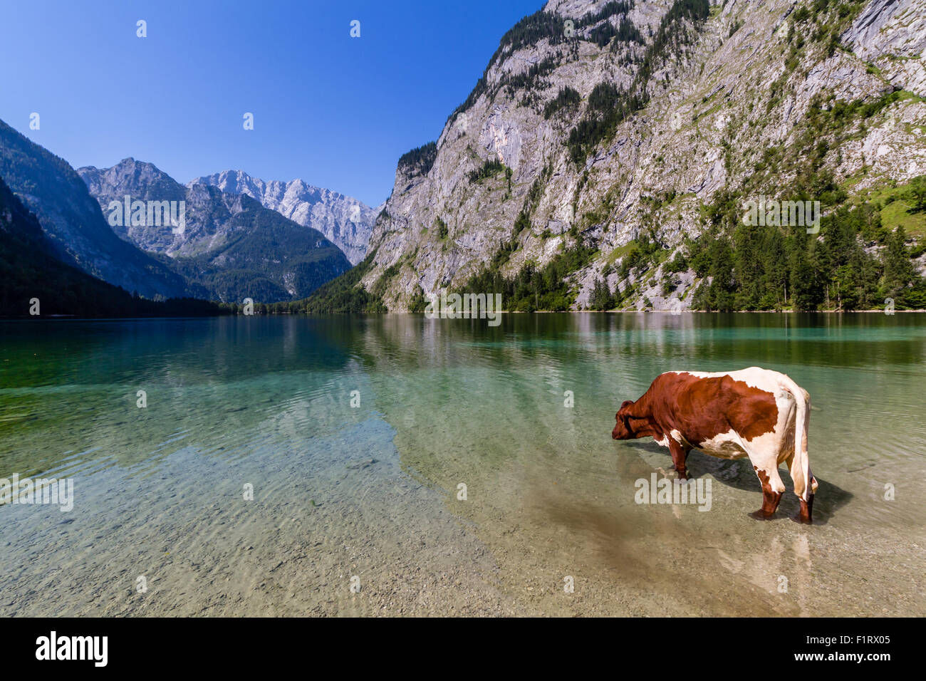 Mucca alpina di bere acqua dal lago Obersee, Konigssee, Germania Foto Stock