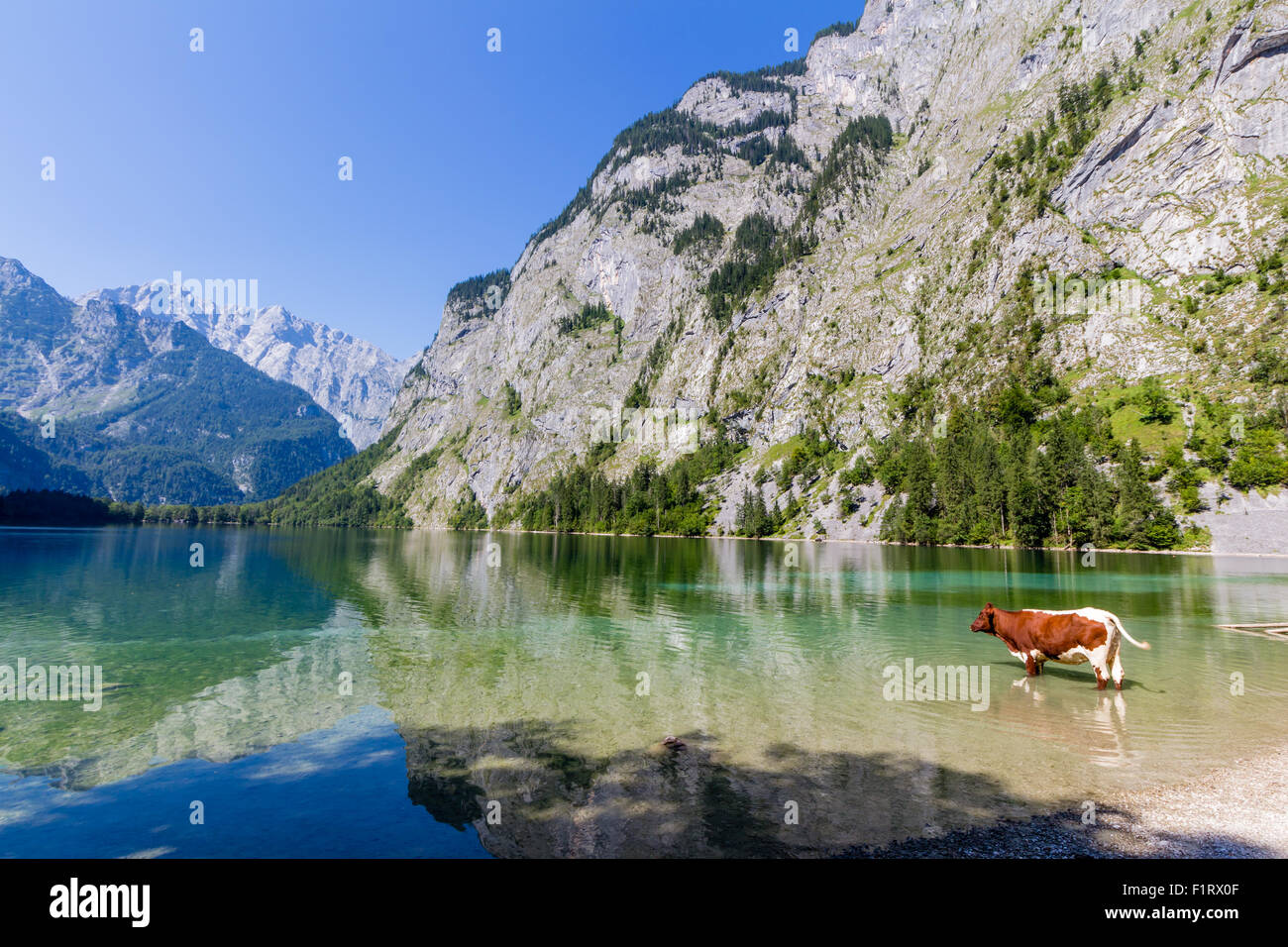 Mucca alpina di bere acqua dal lago Obersee, Konigssee, Germania Foto Stock